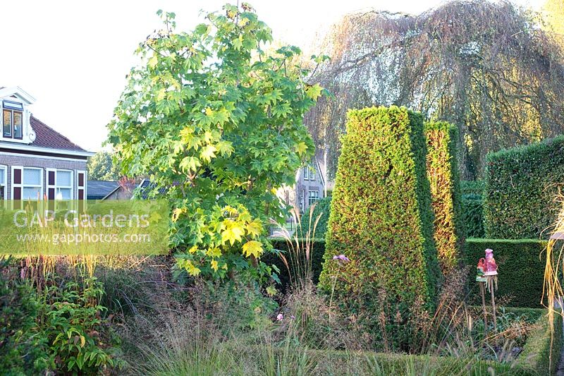 Tree aralia and yew cones in the front garden, Kalopanax septemlobus, Taxus, Sporobolus heterolepis Cloud 