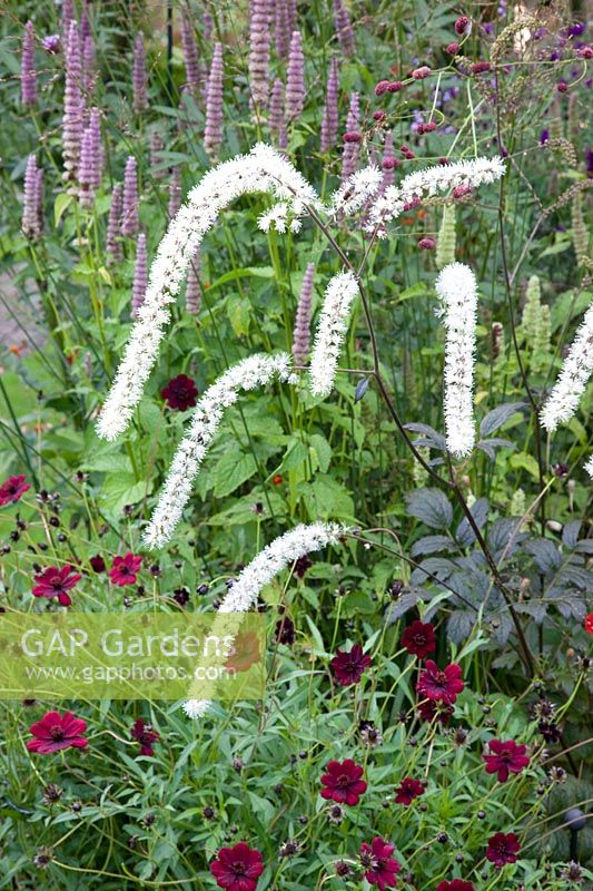 Black cohosh and chocolate flower, Actaea racemosa Queen of Sheba, Cosmos atrosanguineus 