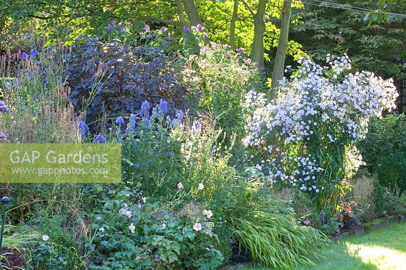 Bed with asters and monkshood, Aster novi belgii Vasterival, Aconitum carmichaelii 