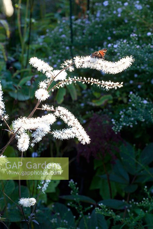 Black cohosh, Actaea racemosa Queen of Sheba 