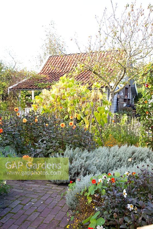 Autumn in the cottage garden, Dahlia David Howard, Phaseolus vulgaris, Helichrysum italicum 