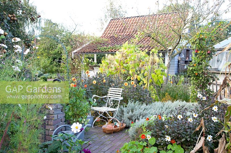 Autumn in the cottage garden, Dahlia David Howard, Phaseolus vulgaris, Helichrysum italicum 