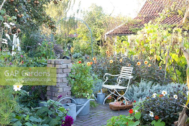 Autumn in the cottage garden, Dahlia David Howard, Phaseolus vulgaris, Helichrysum italicum 