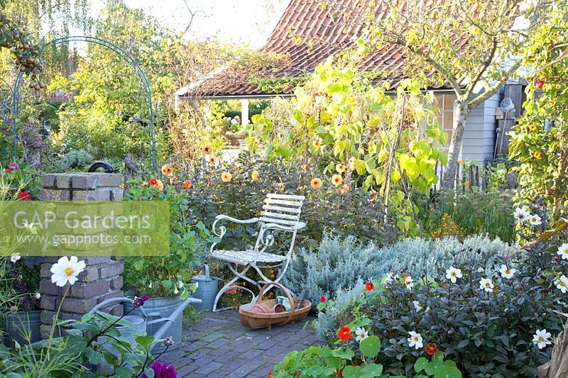 Autumn in the cottage garden, Dahlia David Howard, Phaseolus vulgaris, Helichrysum italicum 