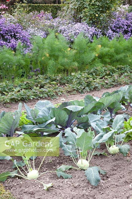 Vegetable garden in autumn, kohlrabi, red cabbage, strawberries, fennel, Brassica oleracea, Fragaria, Foeniculum vulgare 