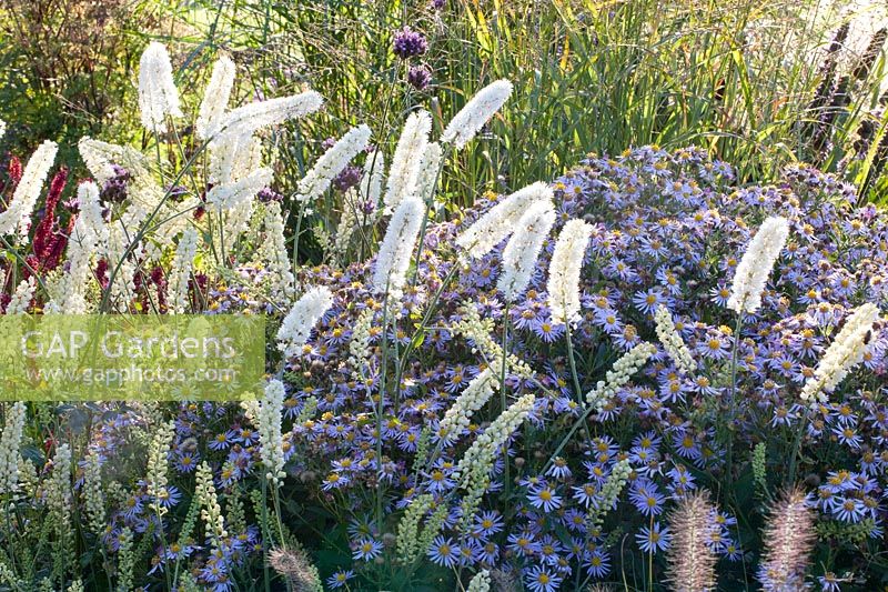 Portrait of Black Cohosh and Wild Aster, Actaea simplex White Pearl, Aster ageratoides Ashran 