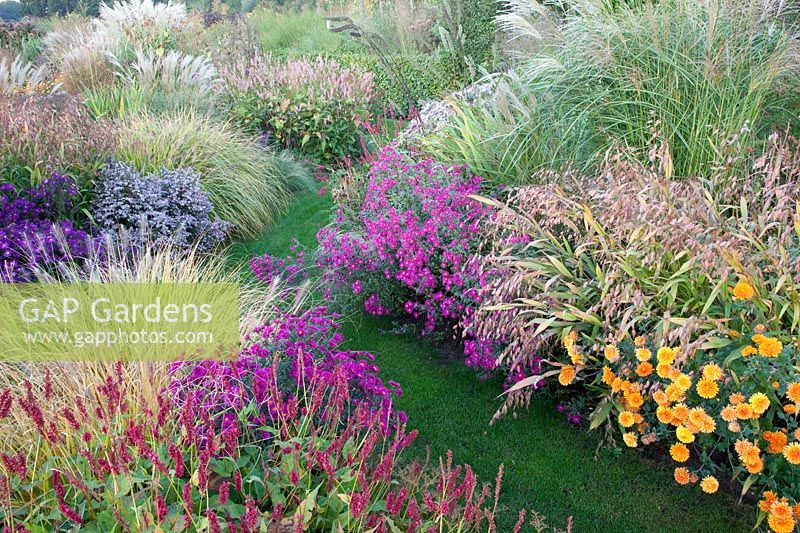 Natural garden with fountain grass, Chinese silver grass, asters, flat-ear grass, chrysanthemums, Pennisetum alopecuroides Hameln, Miscanthus sinensis, Aster Crimson Brocade, Chasmanthium latifolium, Dendranthema Dixter Orange 