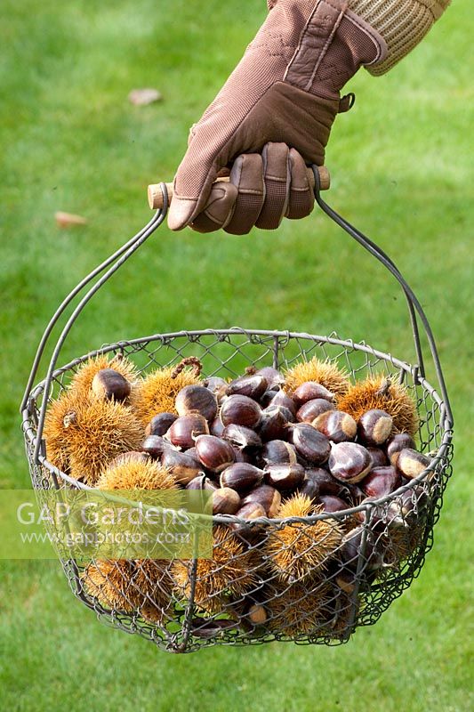 Woman carrying basket of sweet chestnuts, Castanea sativa 