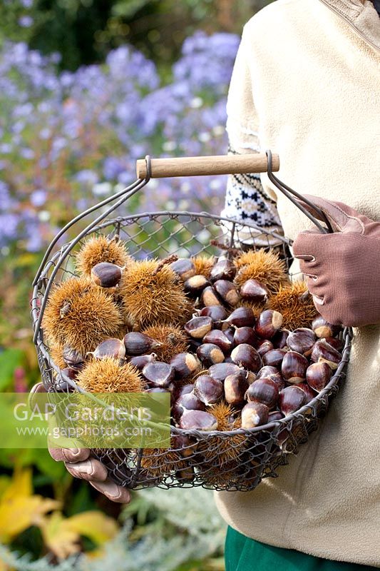 Woman holding basket of sweet chestnuts, Castanea sativa 