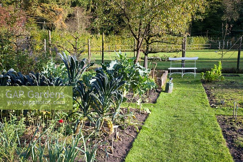 Vegetable garden with palm cabbage in late autumn, Brassica oleracea Nero di Toscana 