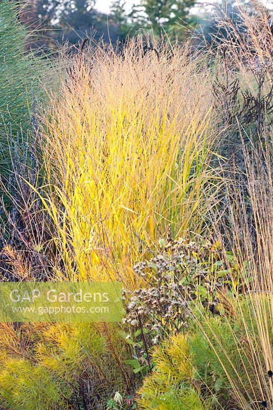 Portrait switchgrass, Panicum virgatum copper millet 