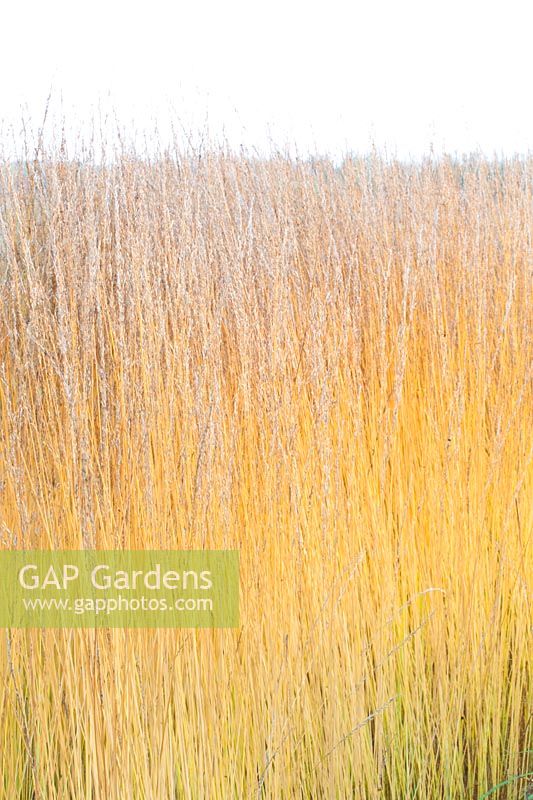 Portrait of reed grass, Molinia caerulea Heidebraut 