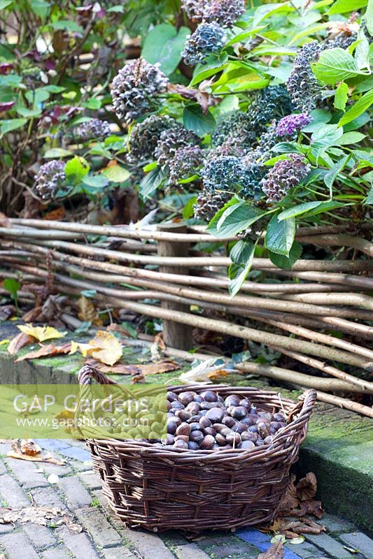 Sweet chestnuts in a basket, Castanea sativa 