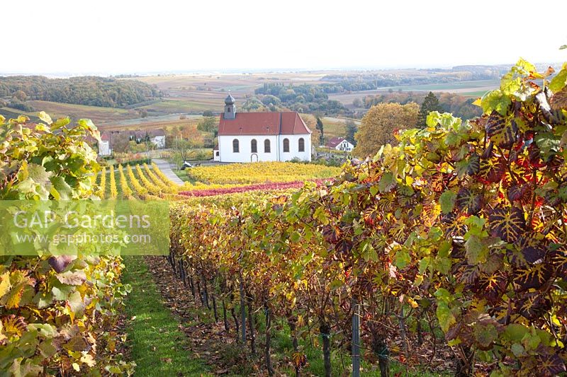 Vineyard in the Palatinate in late autumn, Vitis vinifera 