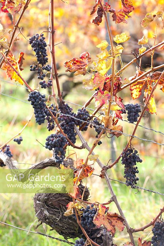 Vine in late autumn, Vitis vinifera 