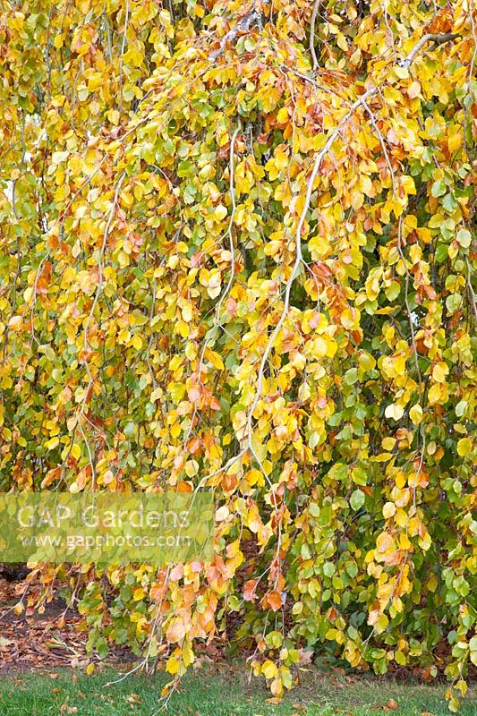 Portrait of weeping European beech, Fagus sylvatica Pendula 