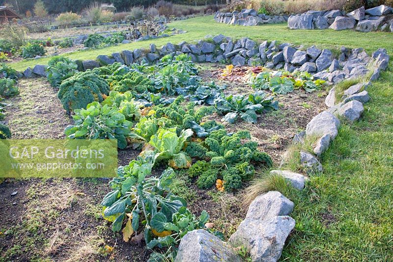 Cabbage in a permaculture bed, Brassica oleracea 