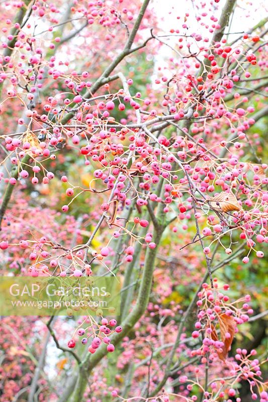 Portrait Rowan berries, Sorbus 