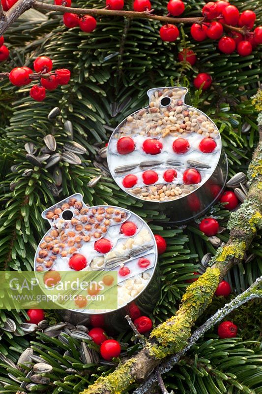 Cookie cutters filled with birdseed and holly berries 