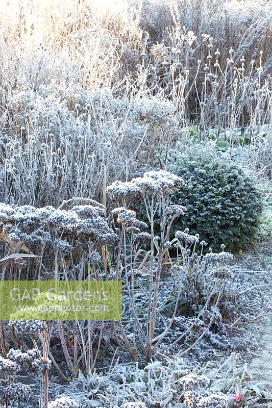 Bed with perennials and yew ball in frost, Taxus 