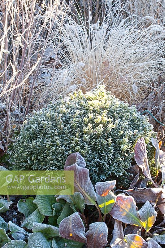 Yew ball and perennials in frost, Taxus, Bergenia, Pennisetum 