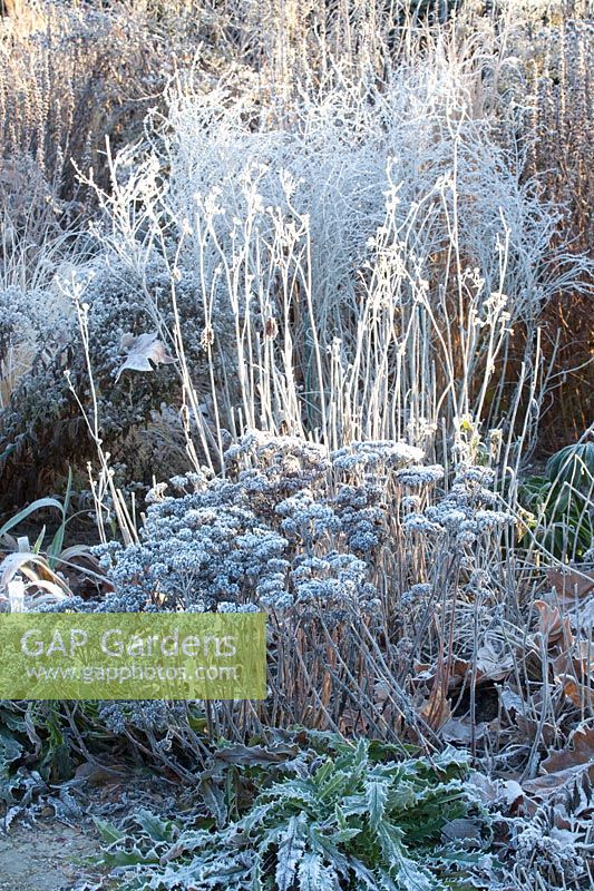 Seed heads in frost, stonecrop, blue rue, fairy thistle, sedum, perovskia, morina longifolia 