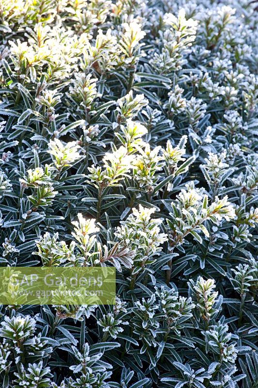 Portrait of yew in frost, Taxus baccata 