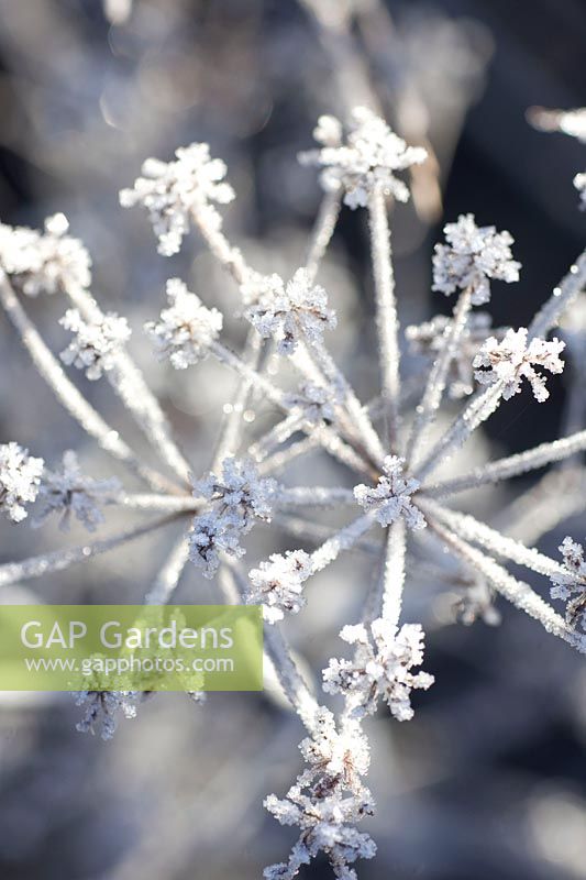 Seed heads of dill in frost, Anethum graveolens 