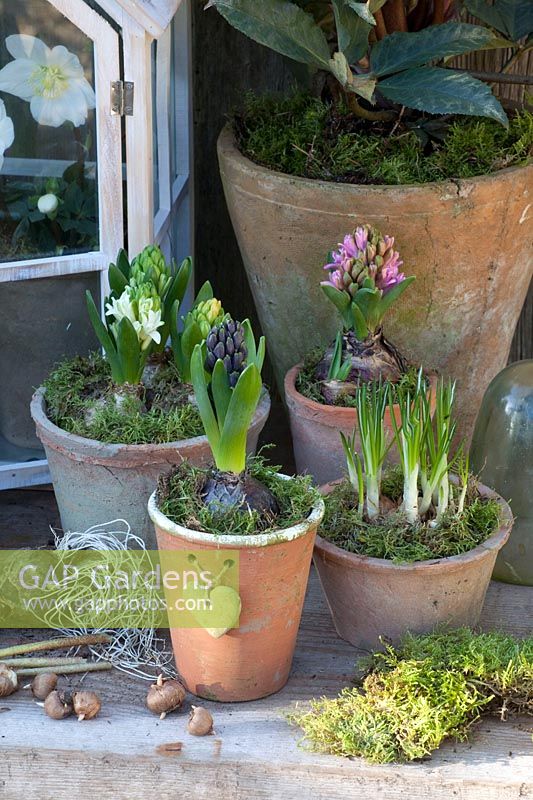 Hyacinths and crocuses in pots, Hyacinthus, Crocus vernus Flower Record 