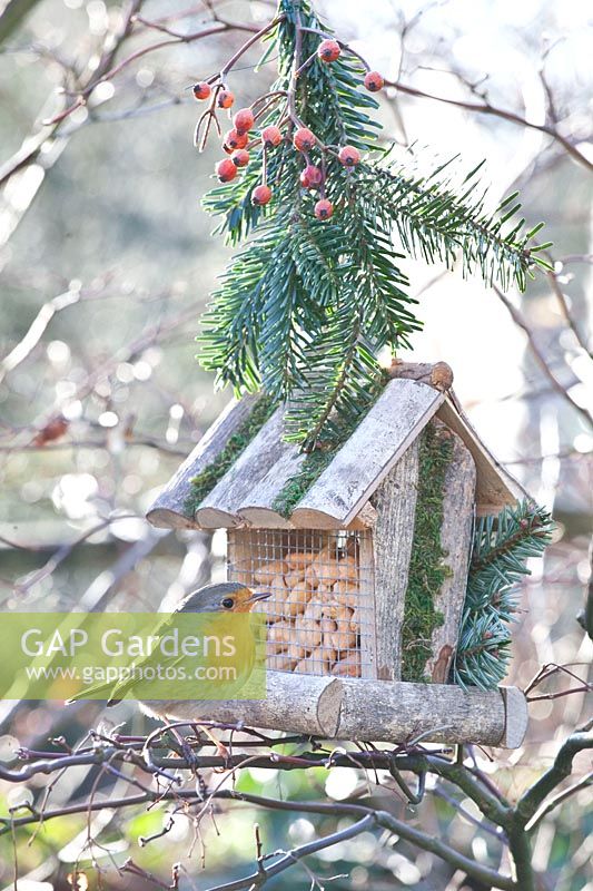 Bird feeder with robin, Erithacus rubecula 