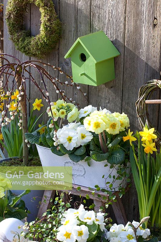 White and yellow primroses in a balcony box, Primula, Salix caprea Pendula 