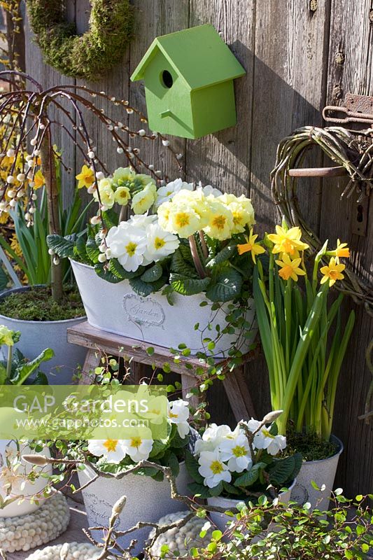 White and yellow primroses in a balcony box and pots, Primula, Salix caprea Pendula 