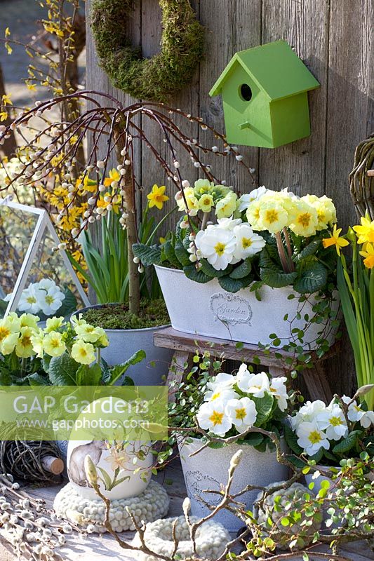 White and yellow primroses in a balcony box and pots, Primula, Saiix caprea Pendula 