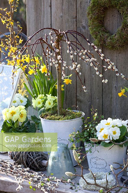 Willow and primroses in pots, Primula, Salix caprea Pendula 