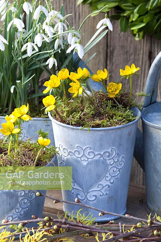 Pots with snowdrops and winter aconites, Galanthus nivalis, Eranthis hyemalis 