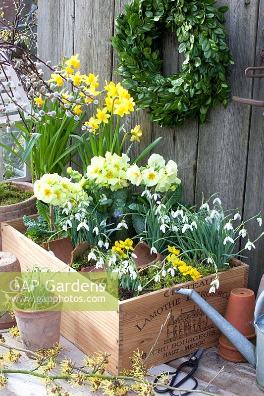 Wine box planted with Galanthus nivalis, Primula, Eranthis hyemalis, Narcissus cyclamineus Tete à Tete 