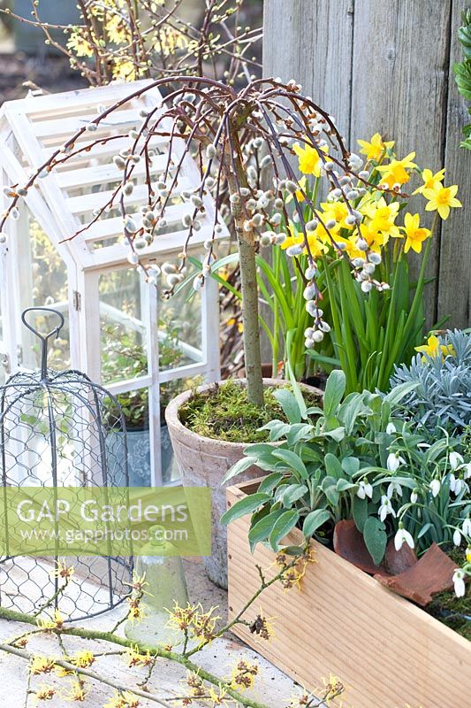 Willow tree in pot and spring flowering, Salix caprea Pendula 