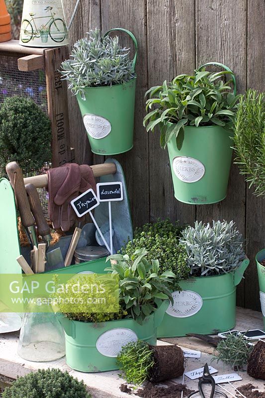 Pots with Mediterranean herbs 