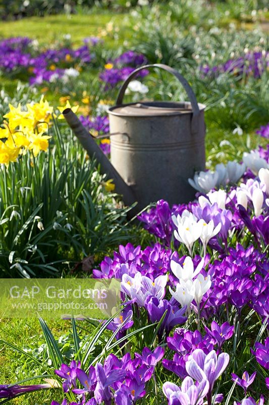 Sillife with crocuses and daffodils, Crocus Ruby Giant, Crocus vernus Pickwick, Crocus vernus Jeanne d'Arc, Narcissus cyclamineus February Gold 