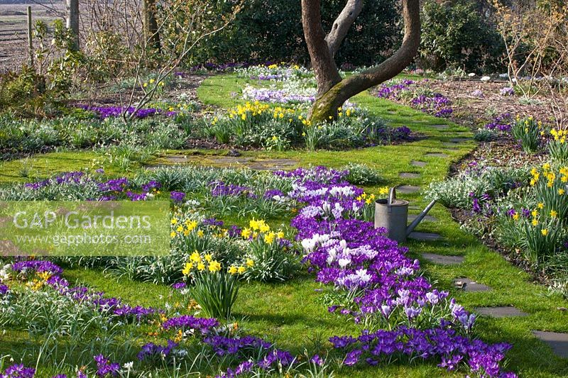 Meadow with bulbous plants, Narcissus cyclamineus February Gold, Crocus Ruby Giant, Crocus vernus Jeanne d'Arc 