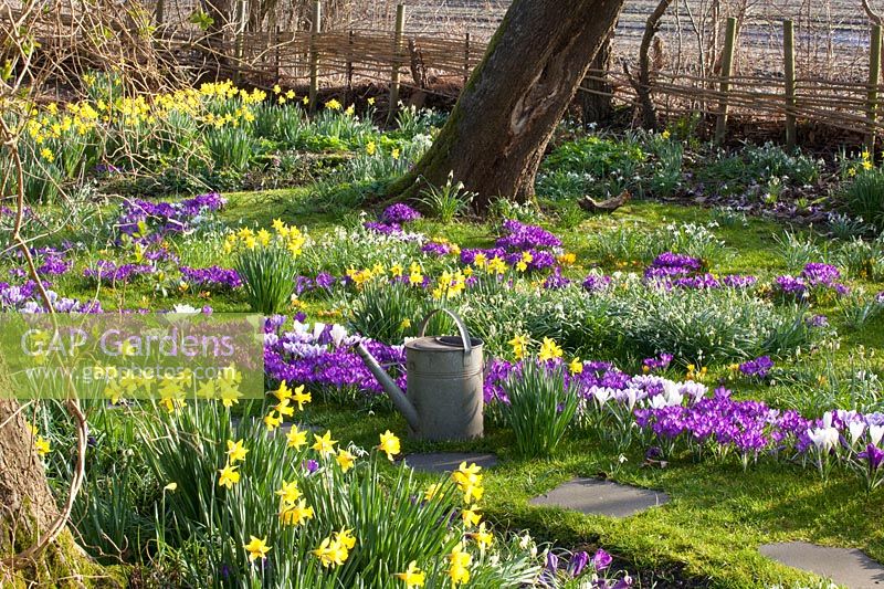 Meadow with bulbous plants, Narcissus cyclamineus February Gold, Crocus Ruby Giant, Crocus vernus Jeanne d'Arc 