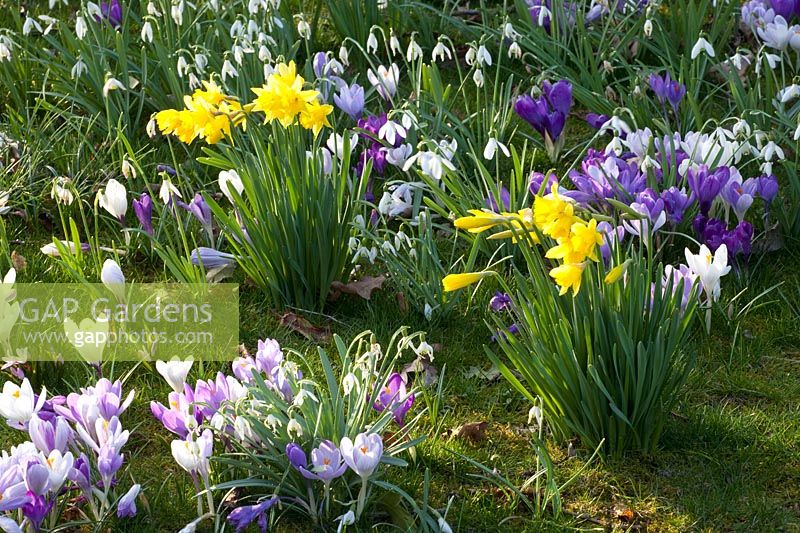 Meadow with bulbous plants, Narcissus cyclamineus February Gold, Crocus Ruby Giant, Crocus vernus Jeanne d'Arc, Galanthus 