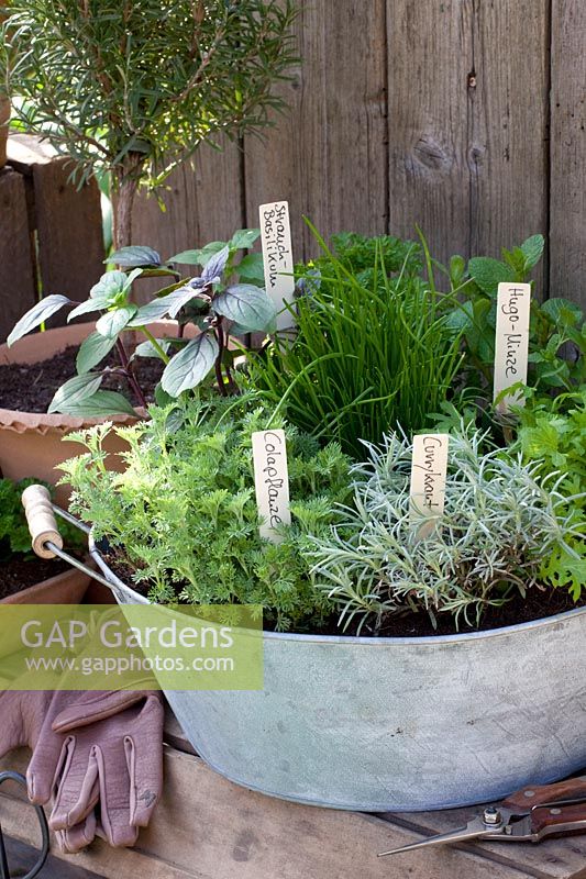 Herbs in pots 