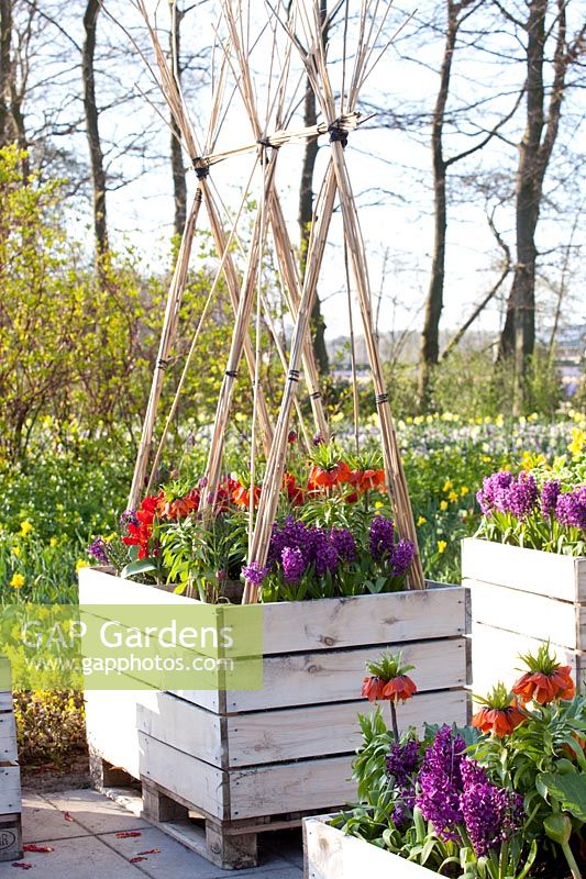 Plant boxes made of pallets with bulb plants, in which vegetables will later be grown 