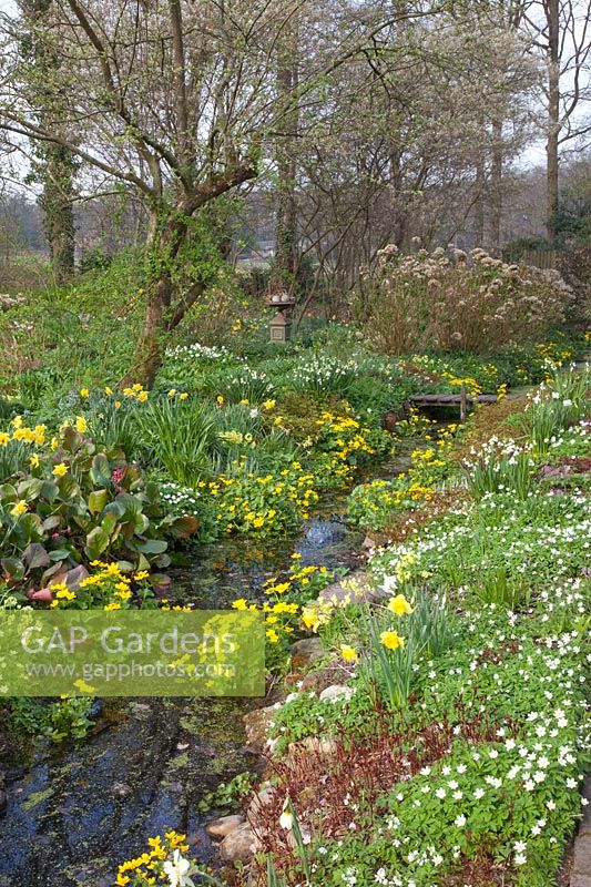 Stream with riparian plants, Caltha palustris, Anemone nemorosa, Primula veris, Leucojum aestivum 