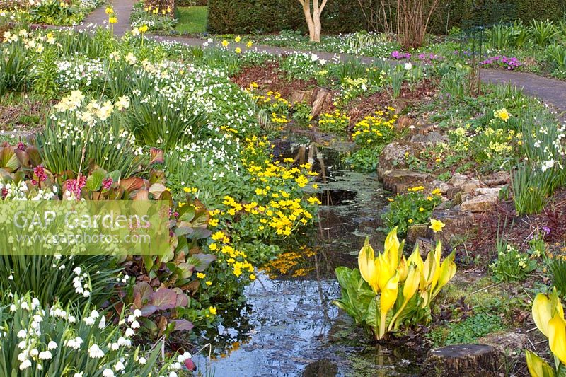 Stream with shore plants, Caltha palustris, Anemone nemorosa, Primula veris, Leucojum aestivum, Lysichiton americanus 