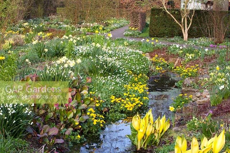 Stream with shore plants, Caltha palustris, Anemone nemorosa, Primula veris, Leucojum aestivum, Lysichiton americanus 