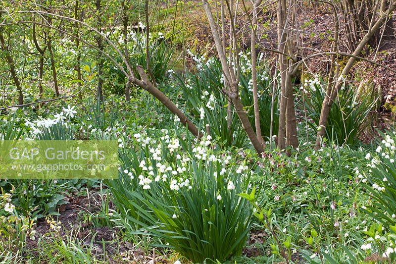 Summer spire, Leucojum aestivum 