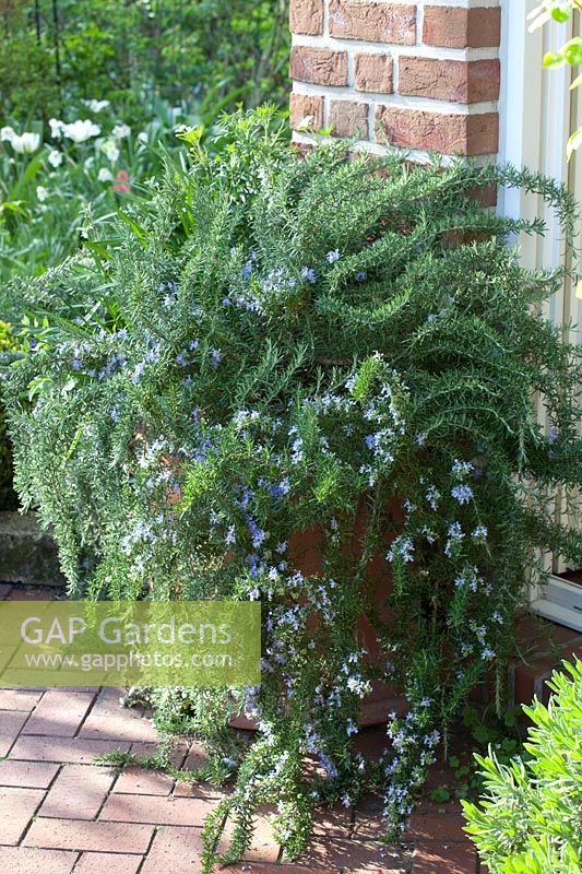 Pot with flowering rosemary, Rosmarinus officinalis 