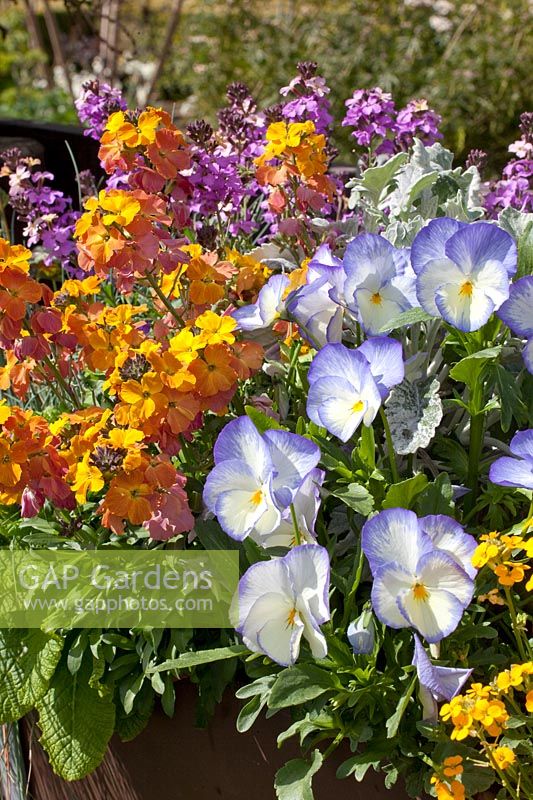 Combination with Erysimum and Viola Blue Moon 